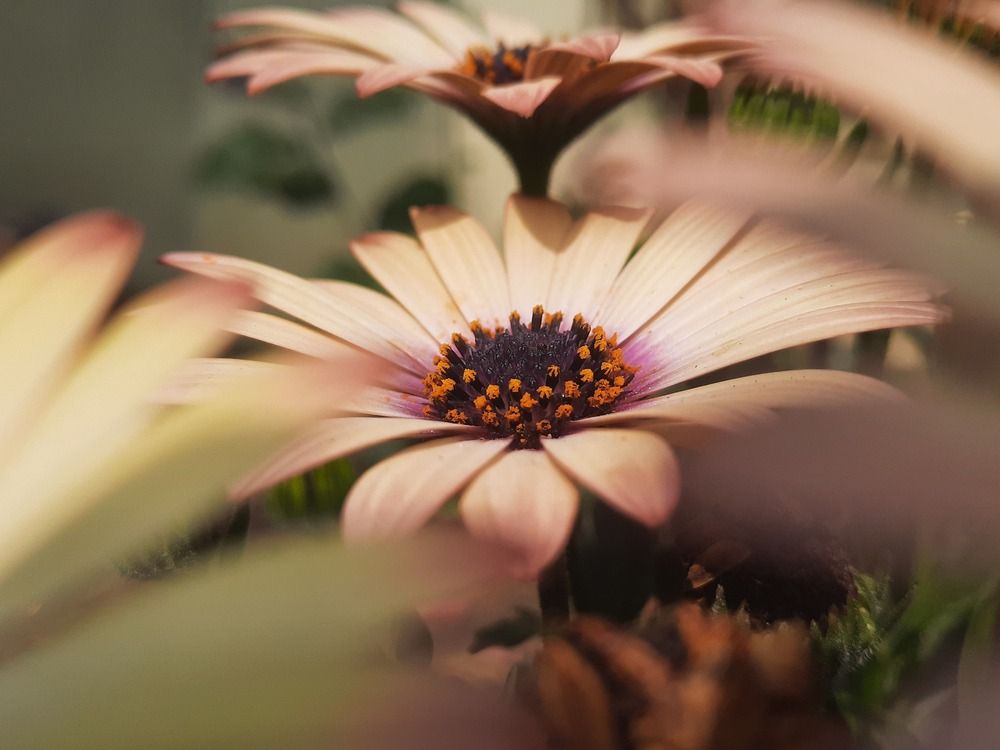 Smiling face of nature