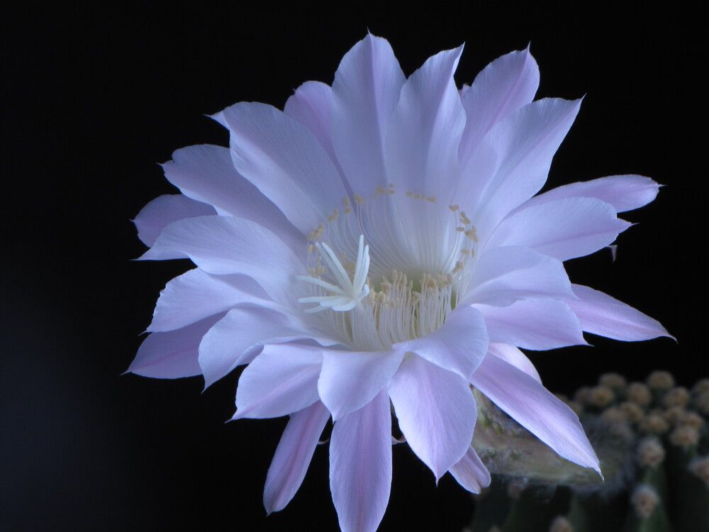 Фотография автора Кузьмичева Екатерина Васильевна