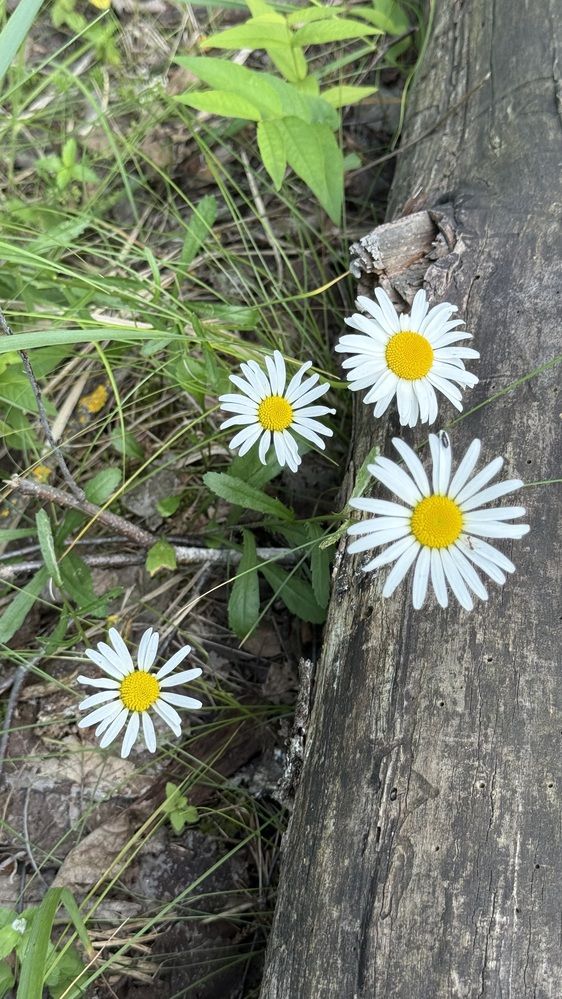 Photograph by Елена Гущина