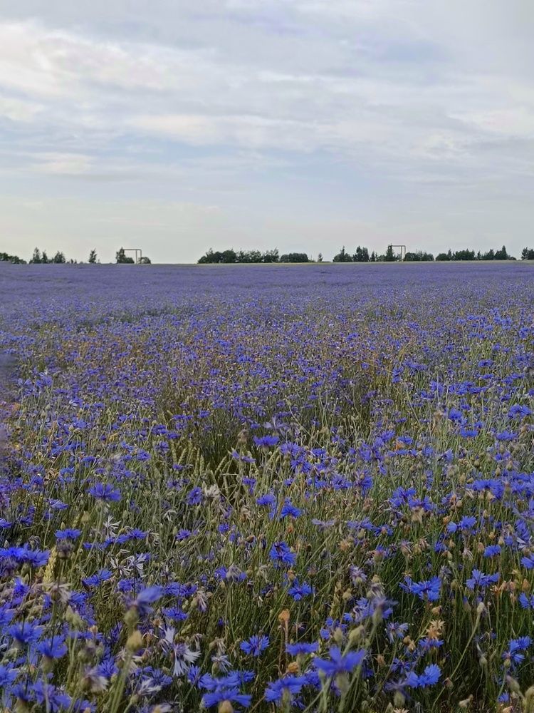 Photograph by Елена Пархоменко