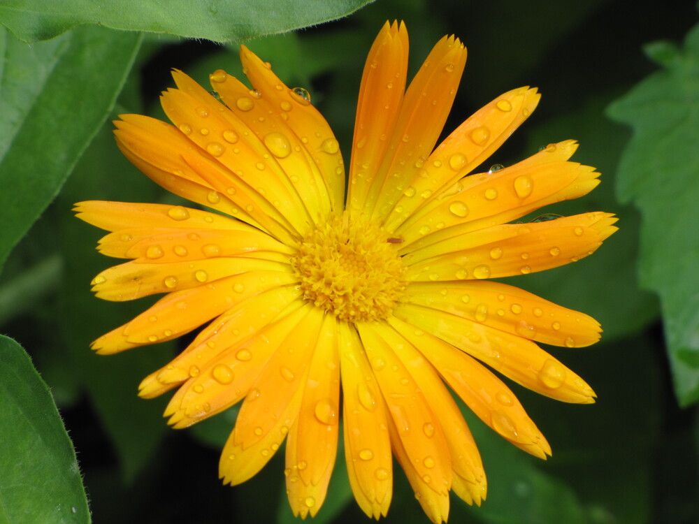 Фотография автора Кузьмичева Екатерина Васильевна