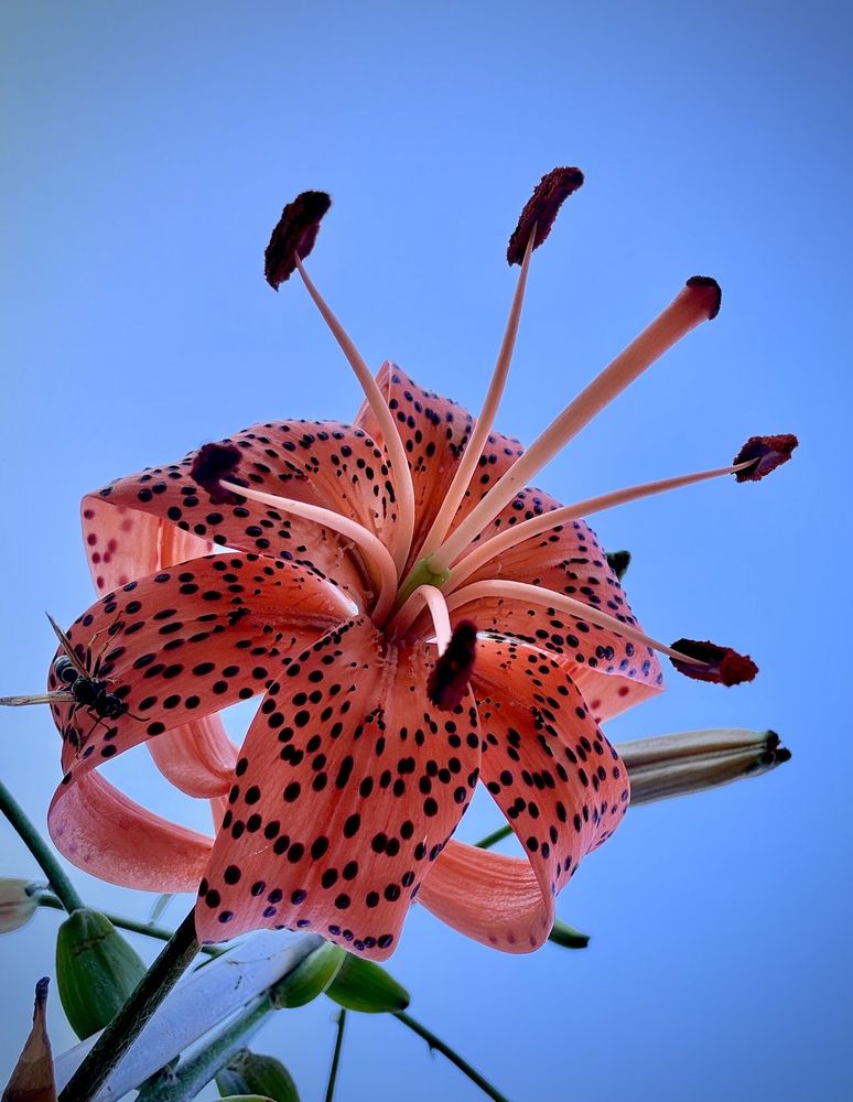 Фотография автора Evgeniya Ivanova