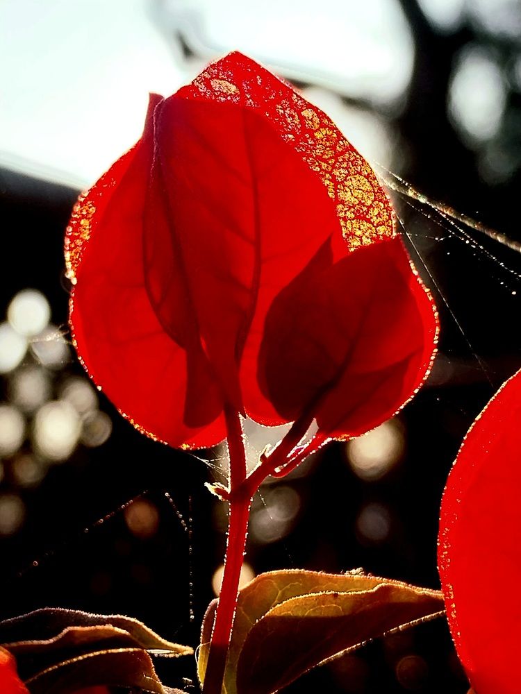 Photograph by Rahul Raman