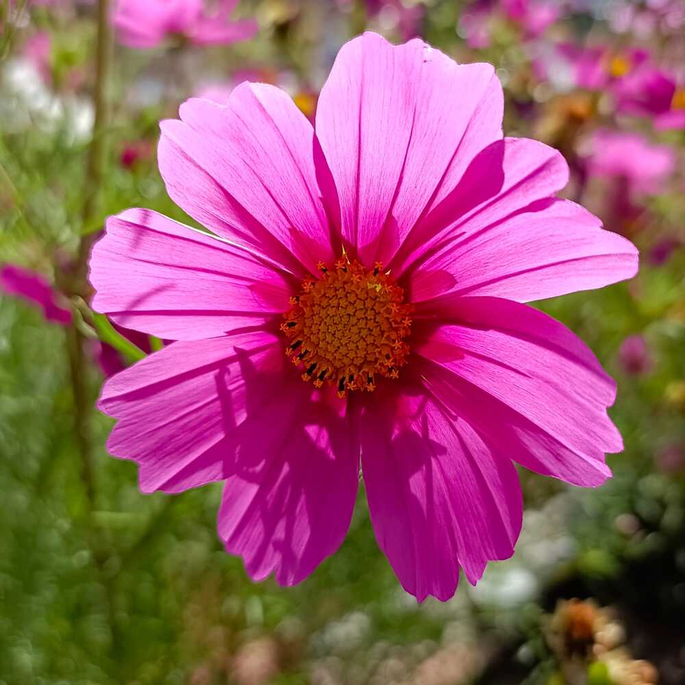 Photograph by Rahul Raman