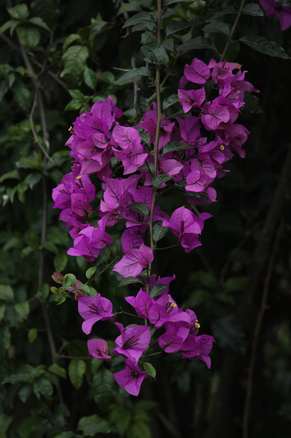 Photo #12476421