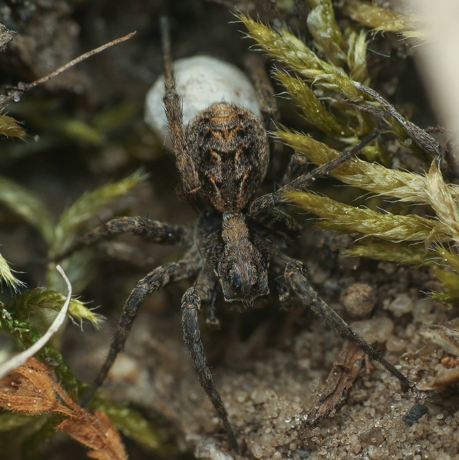 Фотография #12476444