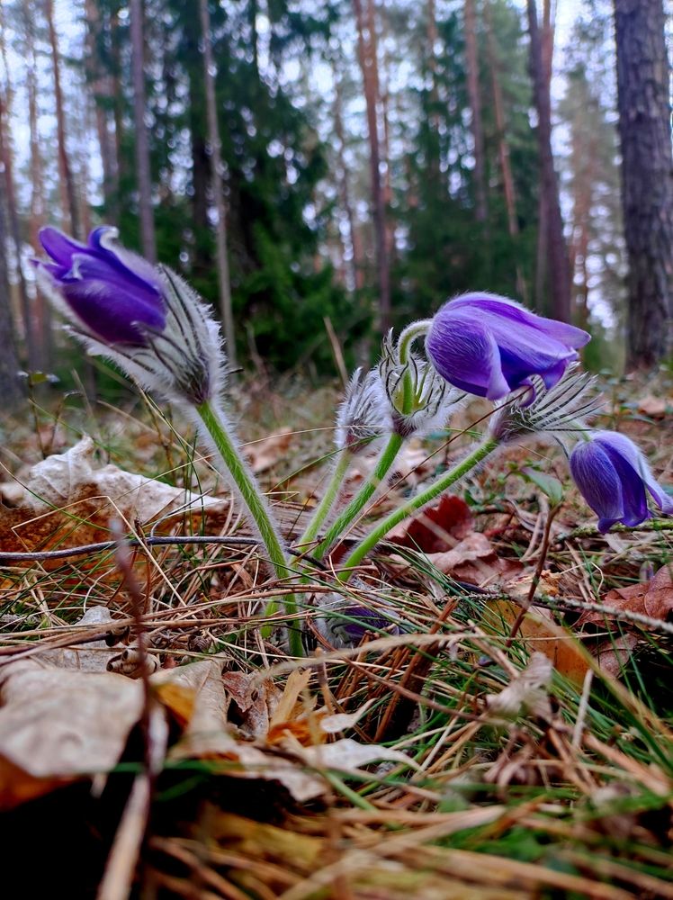 Фотография автора Рузинова Елена