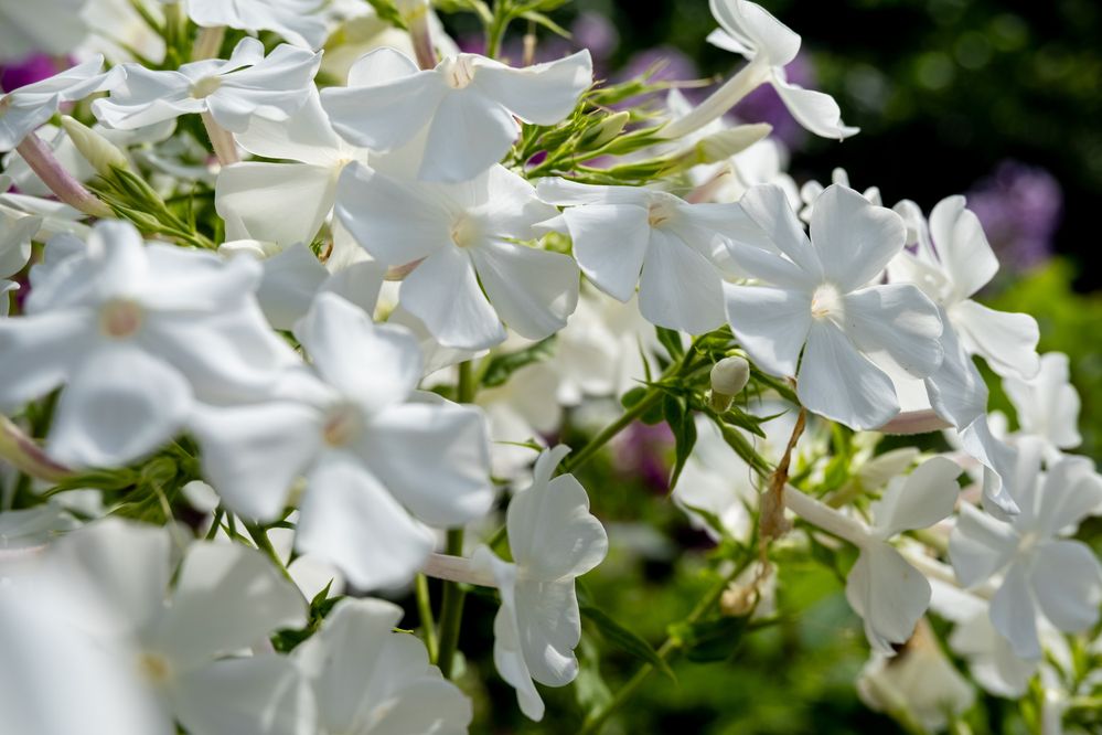 White flowers