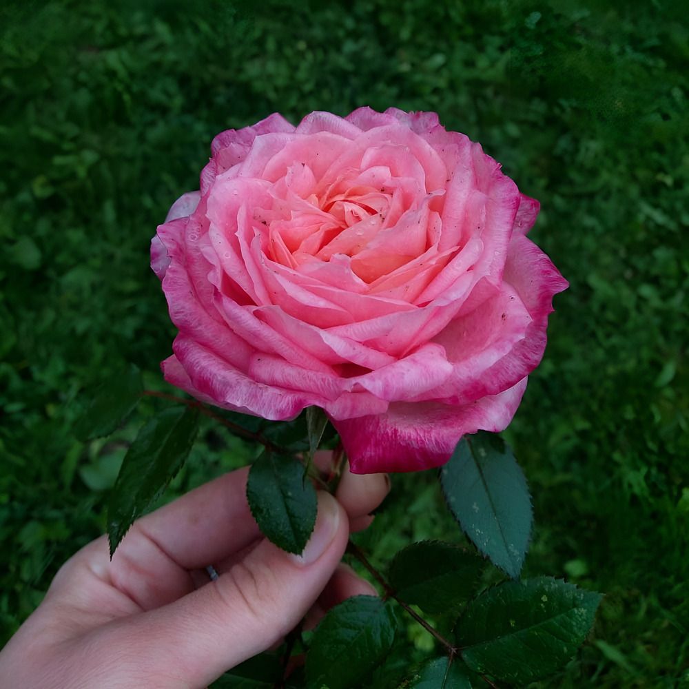 Photograph by Анастасия Бардыкина