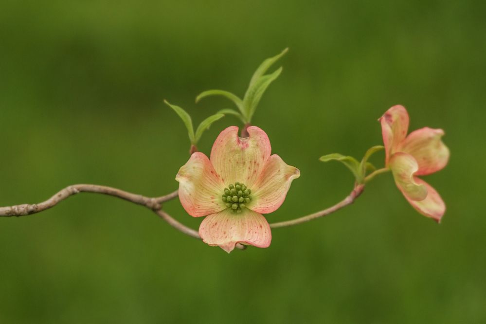 Фотография автора Галина Шепелева
