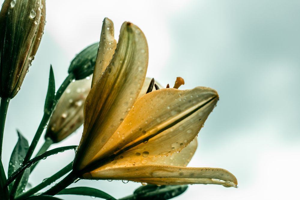 Фотография автора OXANA NAUMOVA