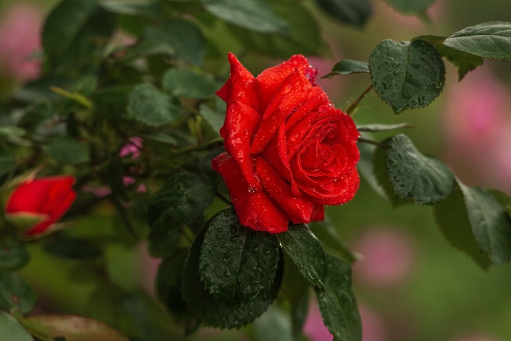 Фотография автора Галина Шепелева