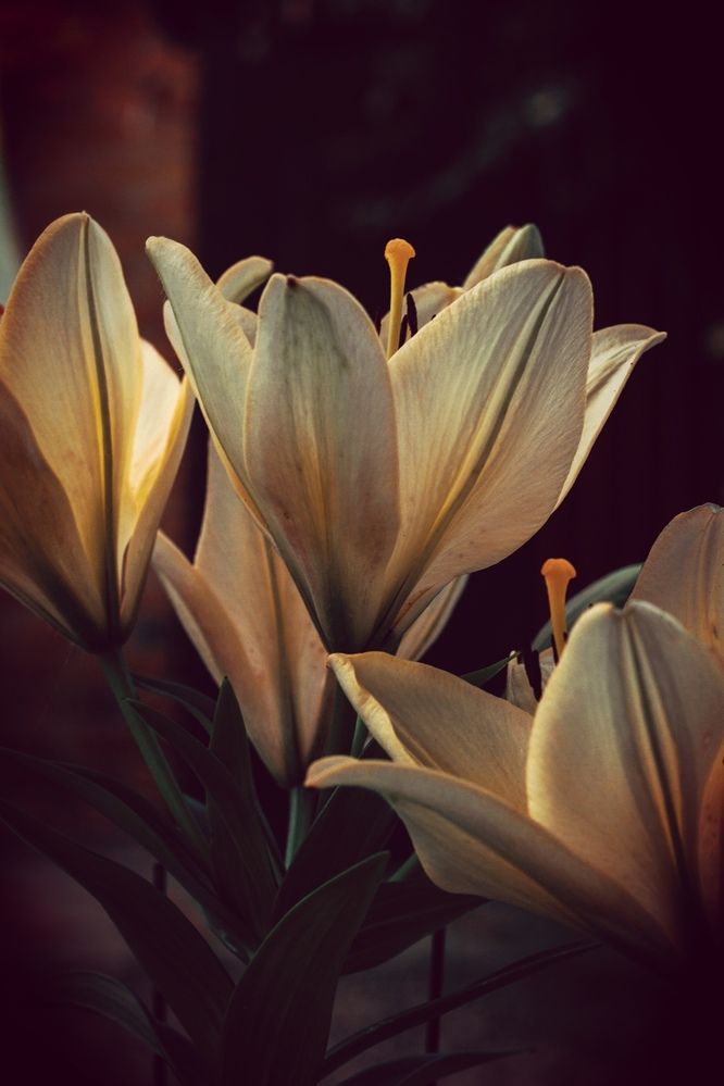 Фотография автора OXANA NAUMOVA