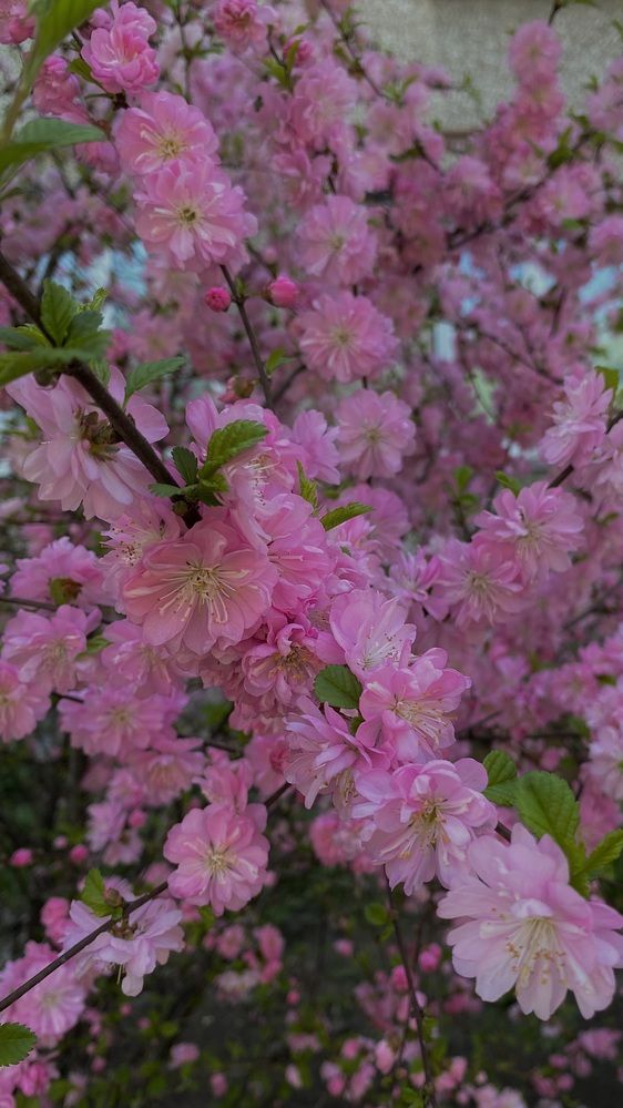 Фотография автора Natalia Nikolaeva