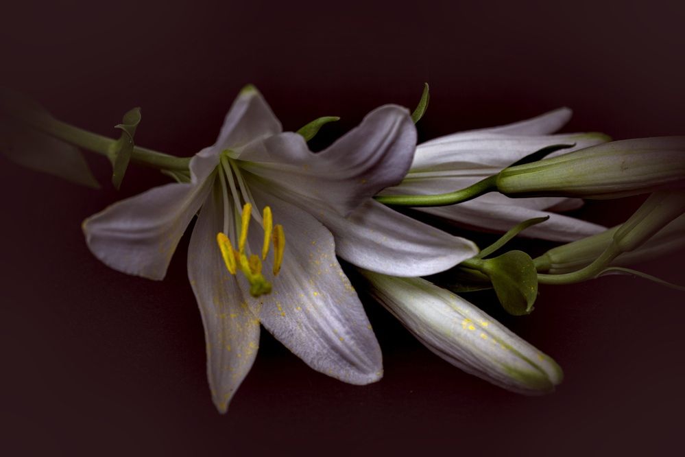 Фотография автора OXANA NAUMOVA