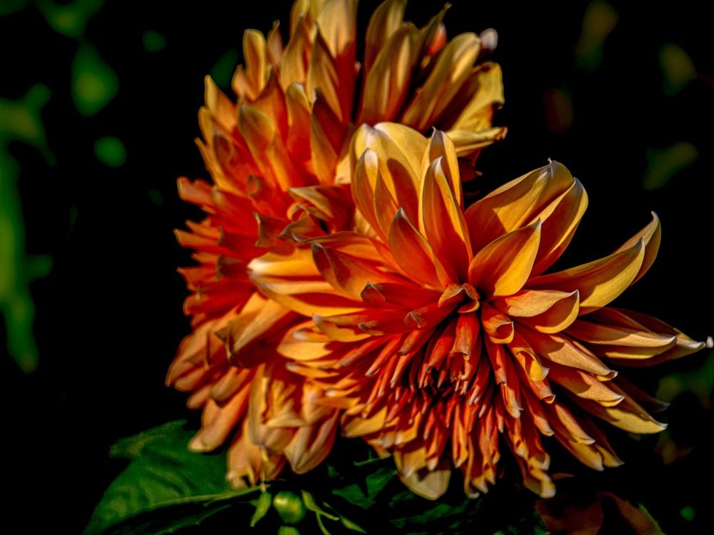 Фотография автора savitri Rawat