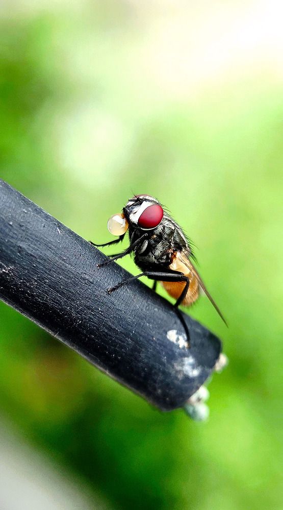 A Flys fragile sphere