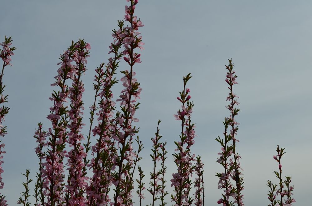 Фотография автора Natalia Nikolaeva