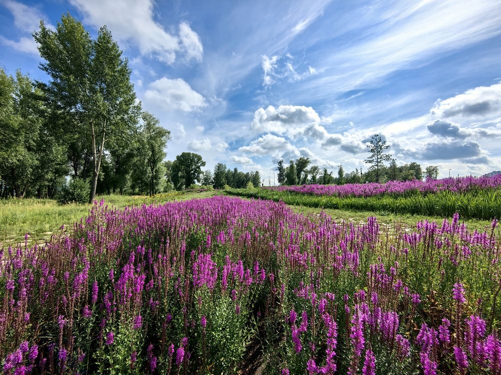 Цветочные ковры