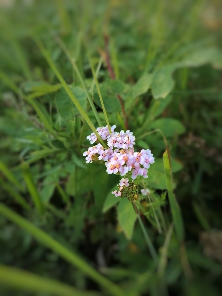 Тысечалистник.