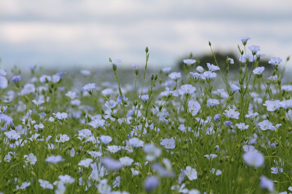 Фотография автора Регина Цыганова