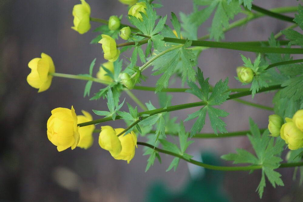 Фотография автора Регина Цыганова