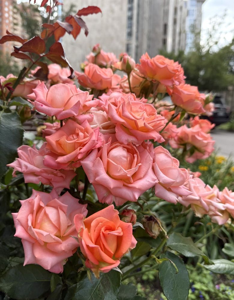 Розовый микс