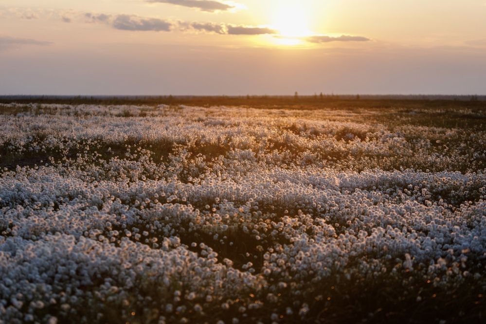 Северная пушица