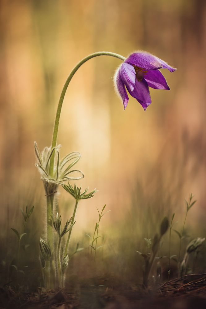 Photograph by Степан Ковыльчик