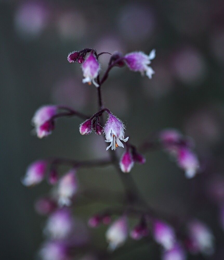 Photograph by Елена Одынец