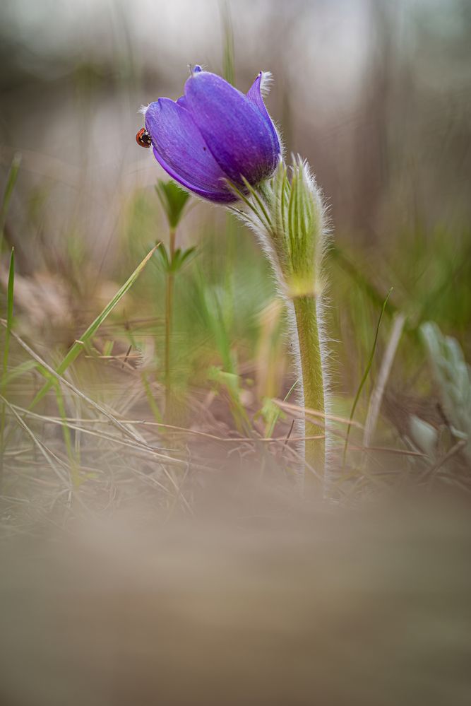 Фотография автора Зайцев Роман