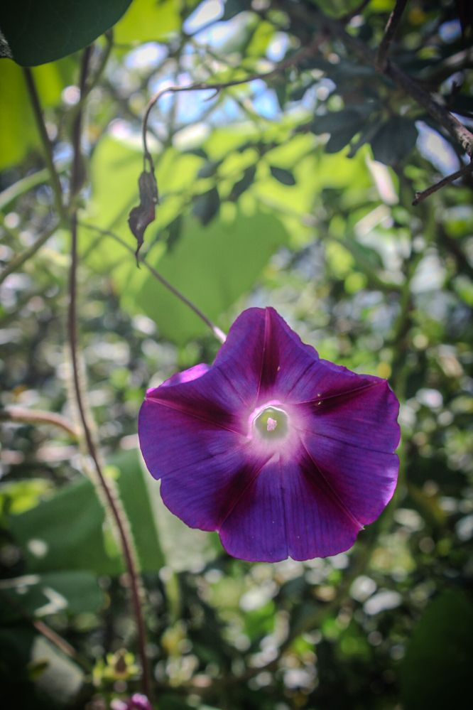 Morning Glory in Bloom