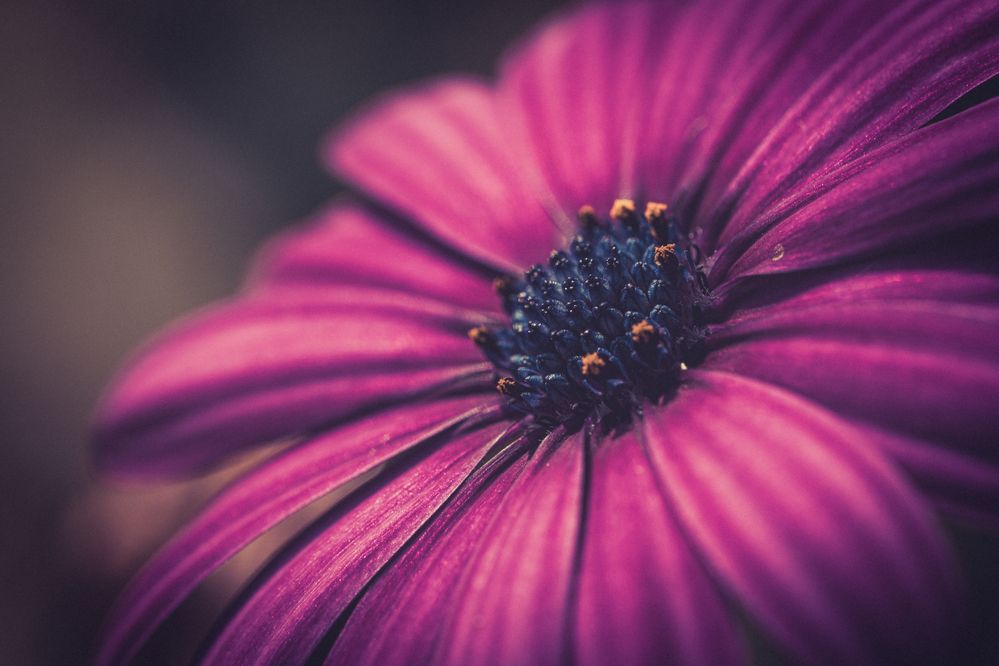 Photograph by Suzuki Ryuta