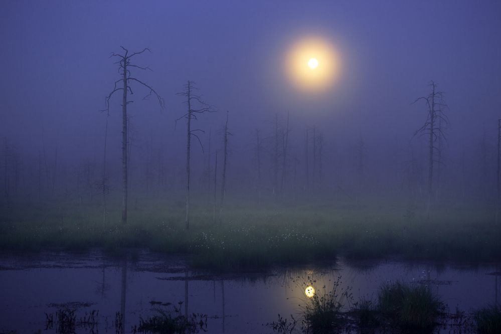 Лунная ночь на болоте