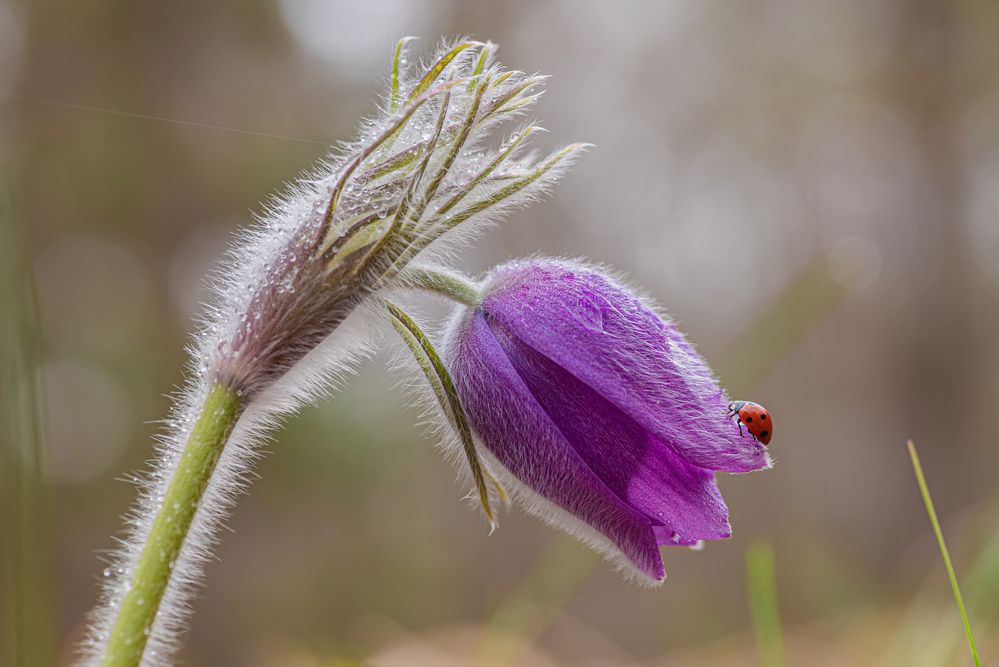 Photograph by Зайцев Роман