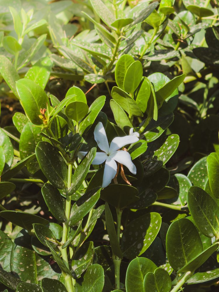 Coastal Blue and Green