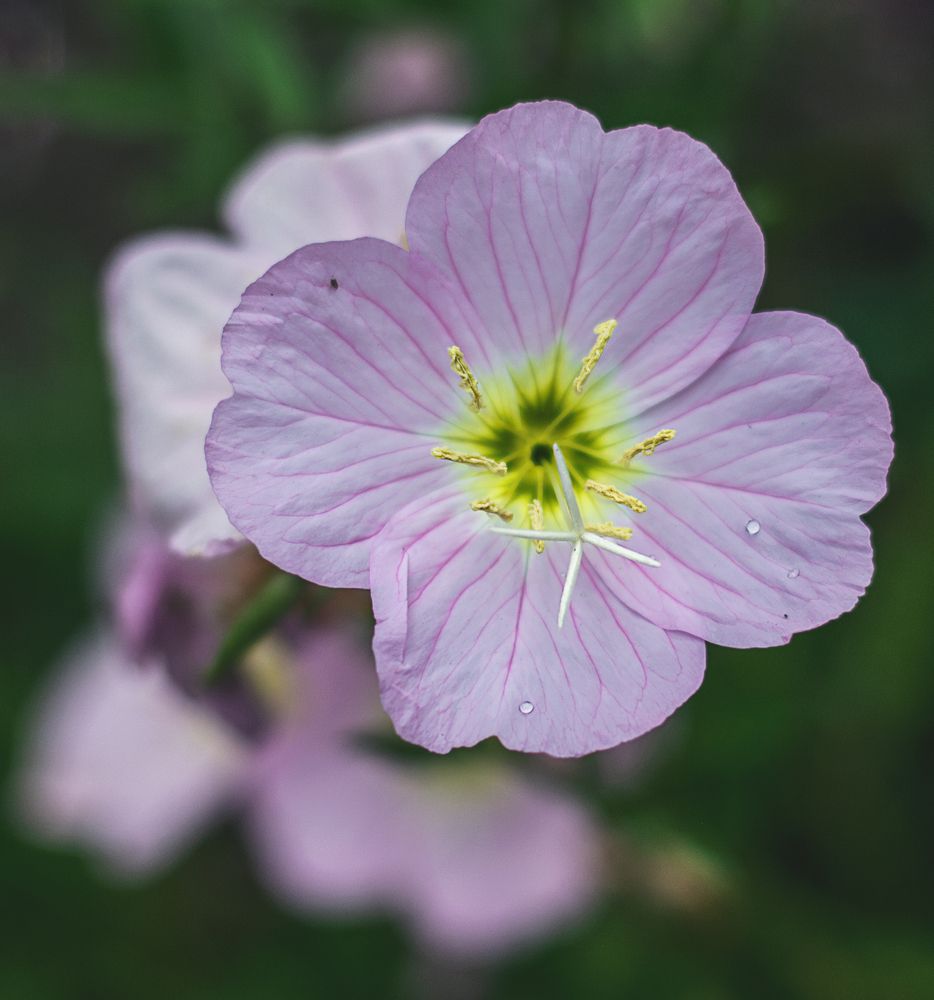 Photograph by Забудская Наталья