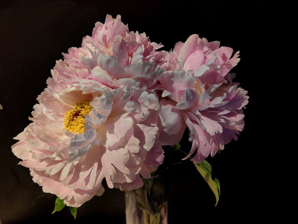 Розовые пионы