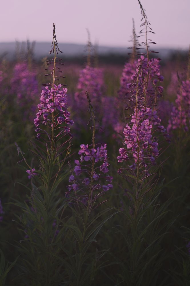 Photograph by Анастасия Скворцова