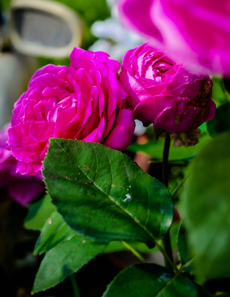 Photograph by Юлия Сурикова