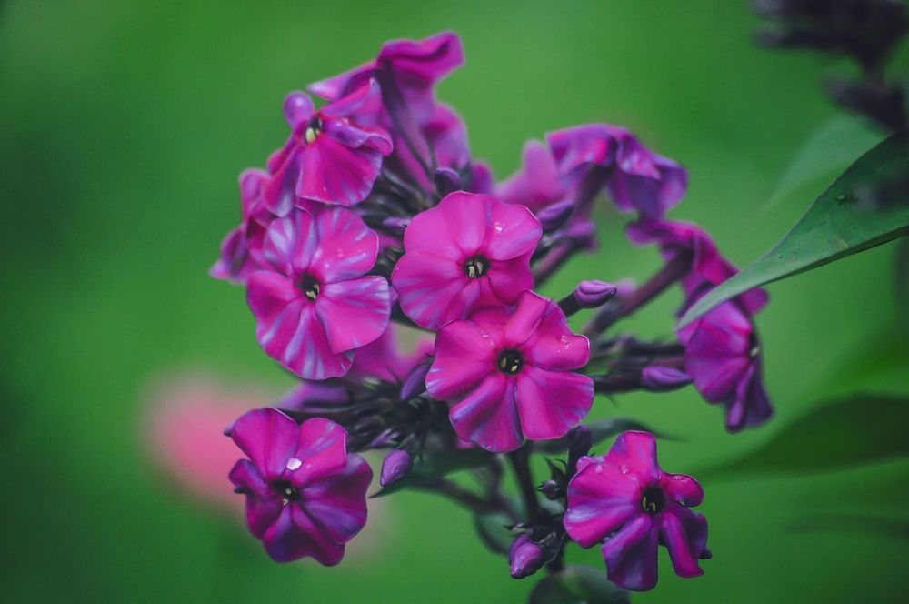 Photograph by Юлия Сурикова