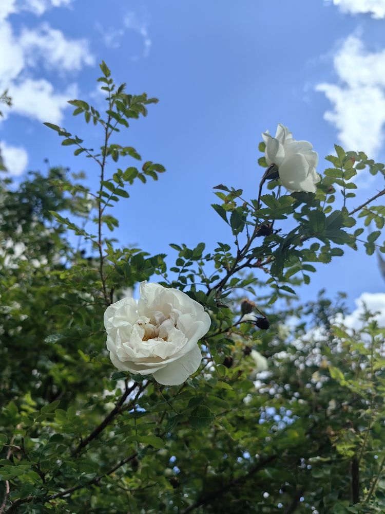 Photograph by Veranika Siratsinina
