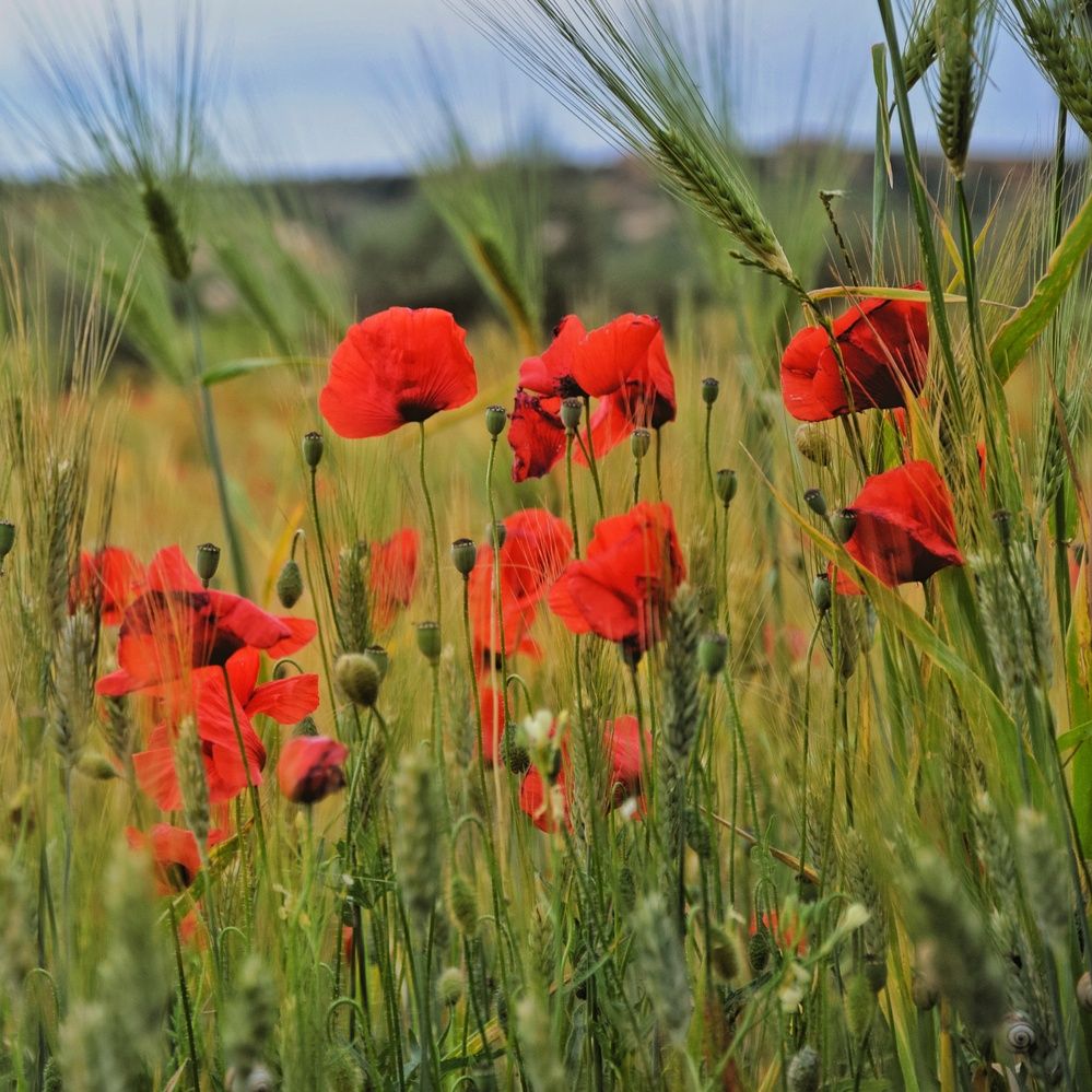 Фотография автора Vincenzo Tedesco