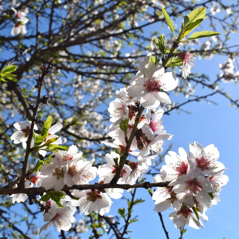 Фотография автора Vincenzo Tedesco