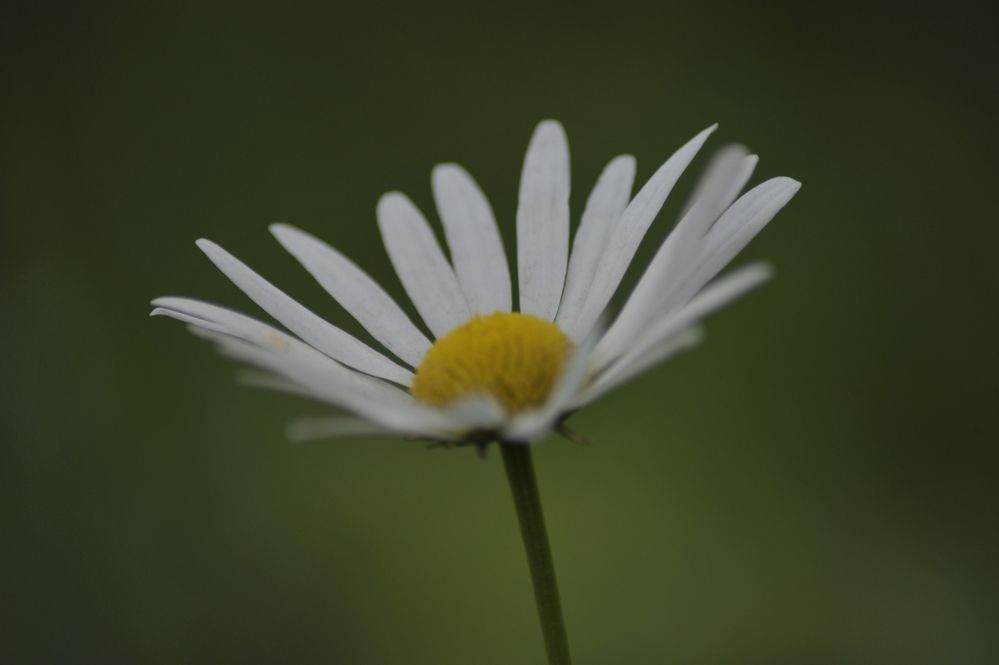 Photograph by Мария Лавриненко