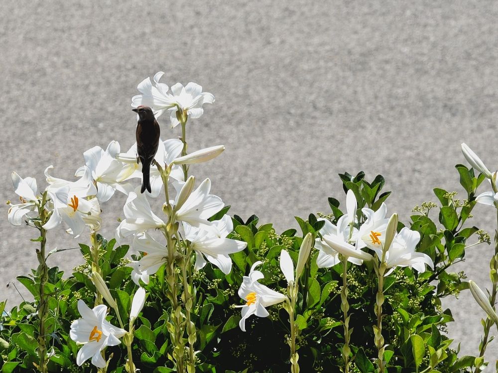 Фотография автора Vincenzo Tedesco