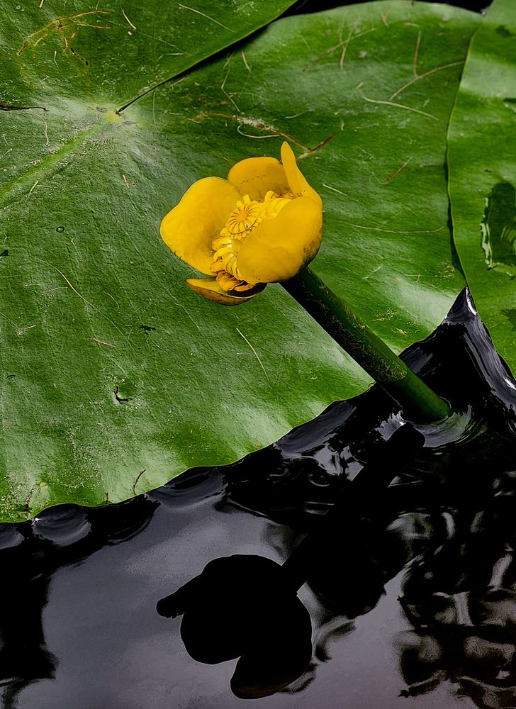 Фотография автора Galina Israilov