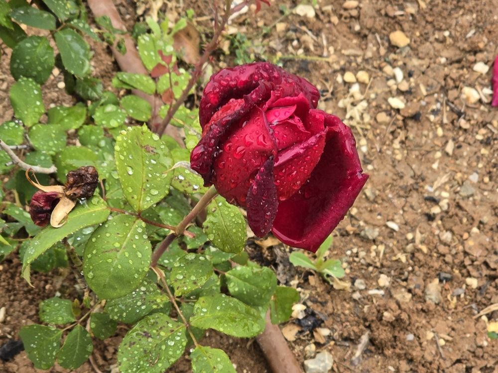 Photograph by Yulia Rotbach