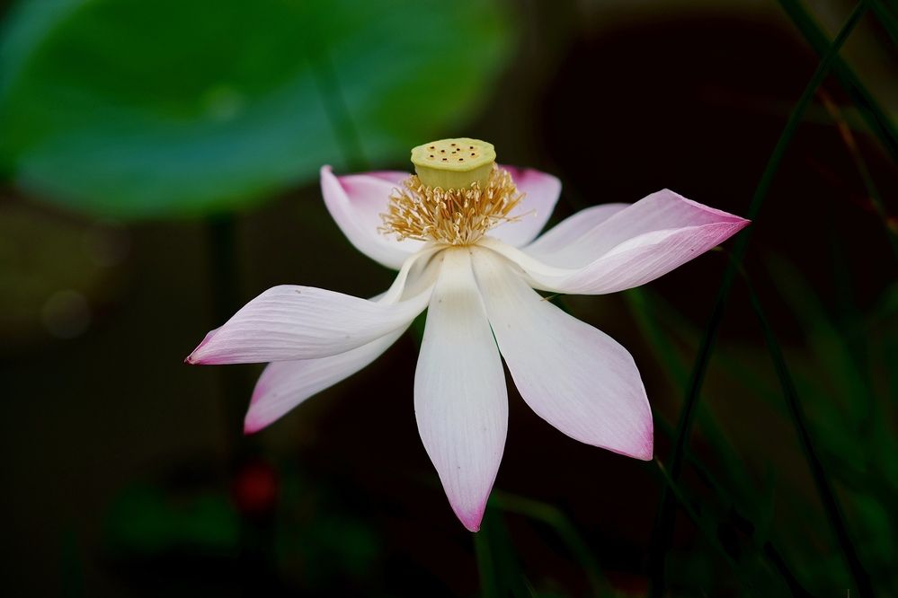 Photograph by Thịnh Nguyễn