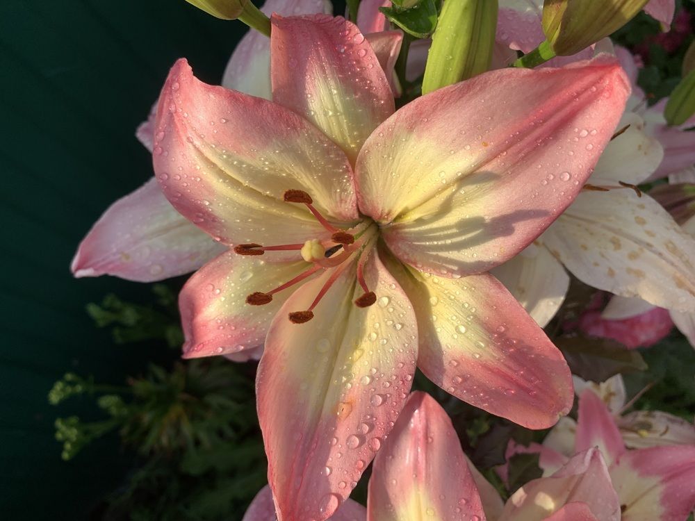 Фотография автора Ирина Шпаковская